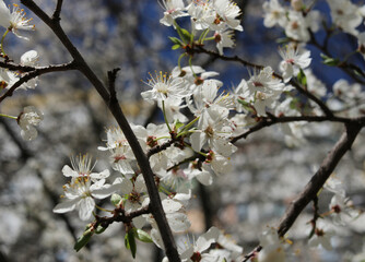 White and pink cherry, peach, apricot, plum, apple, pear blossom. Flowers of fruit trees. Bright and fresh flowers.