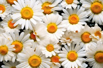 daisies on a white