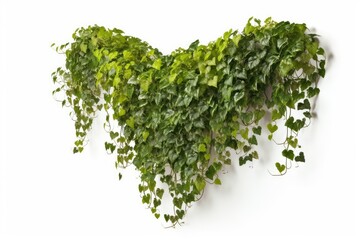 heart made of green leaves
