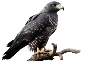 Fototapeta premium Hook-billed Kite