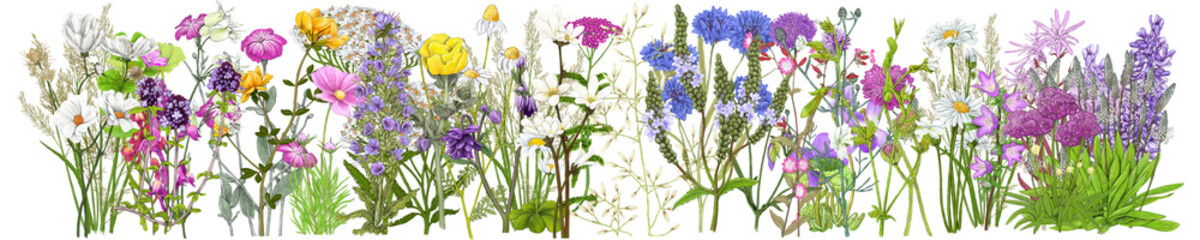 Obraz na płótnie Canvas Wild Flower Varieties