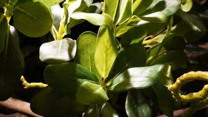 Obraz na płótnie Canvas close up shot of green frost leaf
