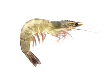 pacific white shrimp isolated on transparent background with clipping path, singlepacific white shrimp with clipping path and alpha channel.  for both printing and web pages. 