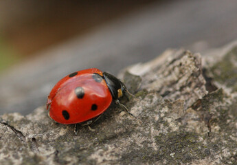 Ladybug sitting on the bark of a tree, close-up