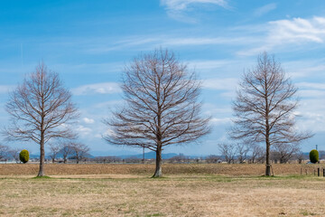 晴天の琵琶湖畔の公園に並ぶ木立