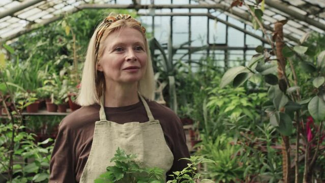 Medium close-up tracking shot of senior Caucasian woman in workwear walking along greenhouse carrying potted houseplants