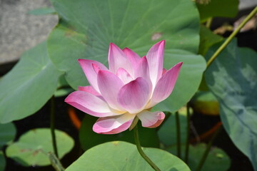 Pink and white lotus flower; sacred flower in Asia