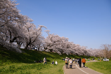 京都　背割提さくらまつり