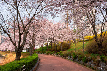 Fototapeta na wymiar Blooming sakura cherry blossom alley in park in spring, Seokchon lake park, Seoul, South Korea