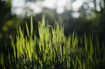 Frische Grashalme mit Tautropfen glitzern im Morgenlicht