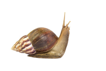 Garden snail isolated on white. snail Achatina on a white background. Big snail closeup. Animal world. Snail on a white Studio background.for both printing and web pages. 