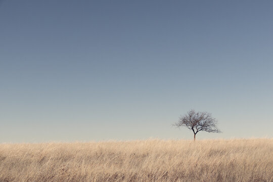 A lone tree in a dry grass field against a clear blue sky on a sunny day.