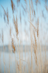 Mehrere Schilfrohrhalme wiegen sich sanft im Wind, vor einem See und einem weichen blauen Himmel