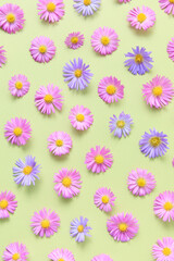 Fototapeta na wymiar Aesthetic stylish floral pattern. Pink and purple flower aster on green background. Spring and summer colorful flowers pattern. Flat lay, top view, mockup. Trendy color design.