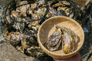 牡蠣とザル