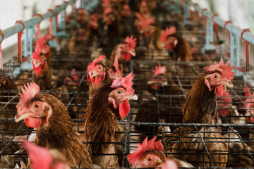 Lots of chickens in cages, closed system farms.