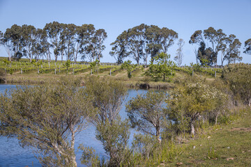 Vineyard by the river, Margaret River, Western Australia, Australia
