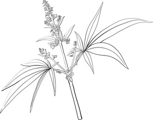 simplicity cannabis plant freehand drawing.