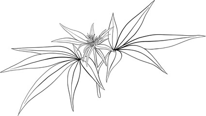 Fototapeta na wymiar simplicity cannabis plant freehand drawing.