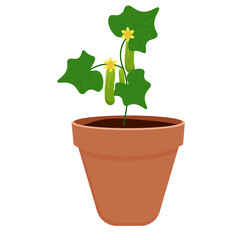 Cucumber in pots for indoor plants. seedlings. gardening. Isolated vector illustration