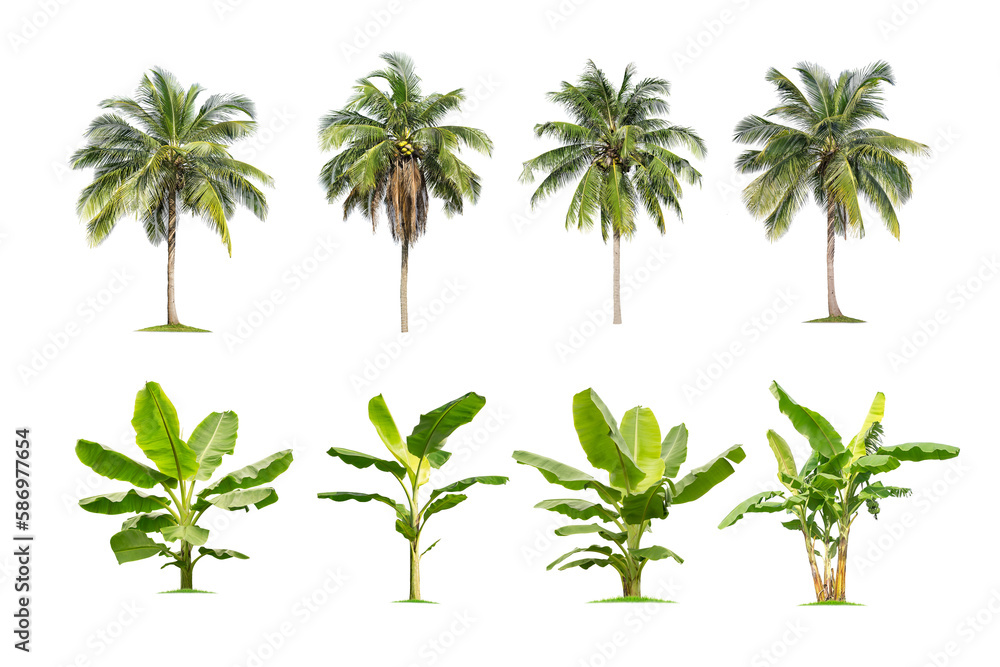 Sticker collection high qaulity palm tree and banana tree isolated on transparent background with clipping p