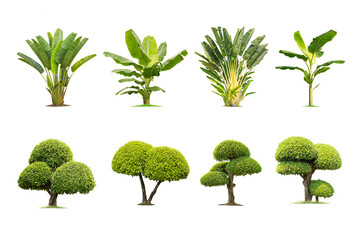 collection high qaulity Tako tree and banana tree isolated on transparent background with clipping...