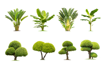 collection high qaulity Tako tree and banana tree isolated on transparent background with clipping path, with clipping path, foliage in summer. full frame camera shoot for high resolution picture.