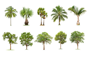 Green  palm tree and tree isolated on transparent background with clipping path, single tree with...