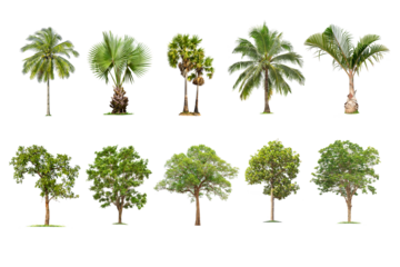 Green  palm tree and tree isolated on transparent background with clipping path, single tree with clipping path and alpha channel. are Forest and foliage in summer for both printing and web pages. 
