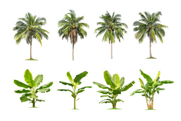collection high qaulity palm tree and banana tree isolated on transparent background with clipping path, with clipping path, foliage in summer. full frame camera shoot for high resolution picture.
