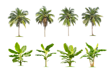 collection high qaulity palm tree and banana tree isolated on transparent background with clipping path, with clipping path, foliage in summer. full frame camera shoot for high resolution picture.