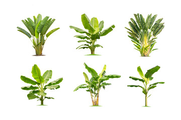 Green banana tree collection isolated on transparent background with clipping path, single banana tree with clipping path and alpha channel. are Forest and foliage in summer for both printing and web 