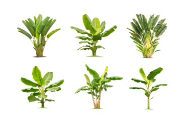 Green banana tree collection isolated on transparent background with clipping path, single banana tree with clipping path and alpha channel. are Forest and foliage in summer for both printing and web 