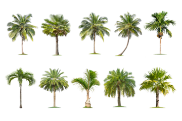 Green palm tree isolated on transparent background with clipping path, single palm tree with clipping path and alpha channel. are Forest and foliage in summer for both printing and web pages.
