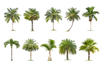 Poster Green palm tree isolated on transparent background with clipping path, single palm tree with clipping path and alpha channel. are Forest and foliage in summer for both printing and web pages.  © Gan