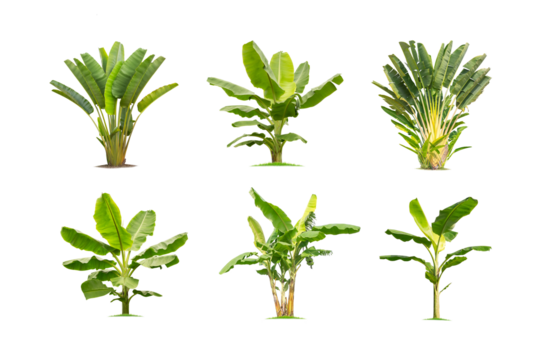 Green banana tree collection isolated on transparent background with clipping path, single banana tree with clipping path and alpha channel. are Forest and foliage in summer for both printing and web 