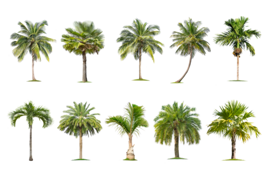 Green palm tree isolated on transparent background with clipping path, single palm tree with clipping path and alpha channel. are Forest and foliage in summer for both printing and web pages.
