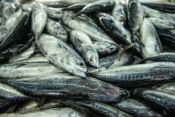 Obraz premium Bonito for sale at the Fish Market, Mutrah Souq, Muscat, Oman