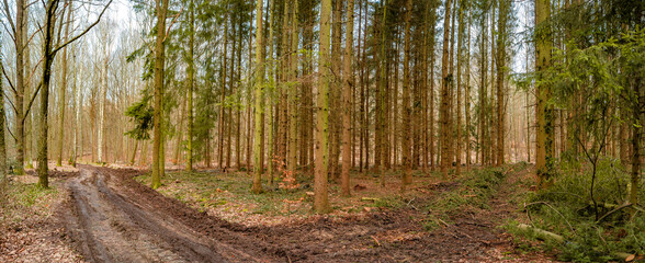 Panoramic view over a magical mixed pinewood, pine forest with a dirt muddy road, Germany, at warm sunset Spring evening