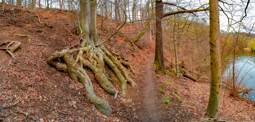 Panoramic view over a forest hiking trail in magical deciduous and pine forest with ancient aged tree with surfaced mossed roots at riverside, Germany, at warm sunset Spring evening