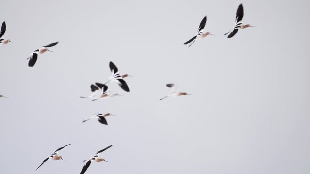 American Avocet water birds flying through the sky in Utah.