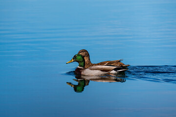 Mallards duck on the water