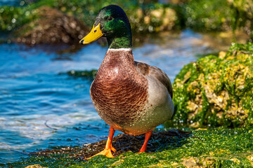 Mallard duck on a pond