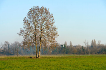 Obraz premium Rural landscape at winter near Muggiano, Milan, italy