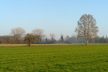 Rural landscape at winter near Muggiano, Milan, italy