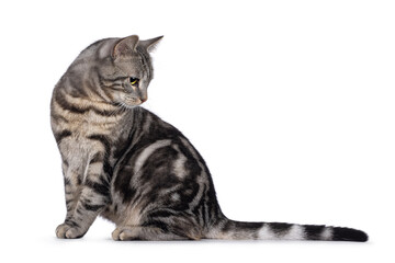 Adorable male young European Shorthair cat, sitting up side ways. Looking down and side ways showing profile. Isolated on a white background.