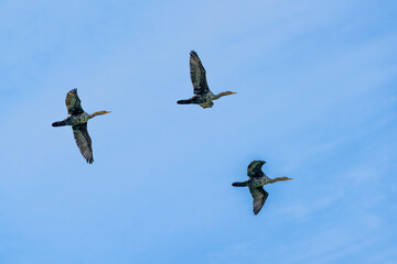 cormorant birds in flight