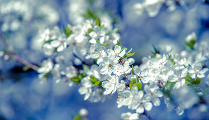 Cherry blossom branch in the garden in spring
