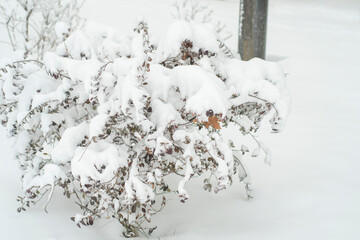 Snow on the thin branches of a small tree. Winter landscape.