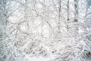 Snow-covered tree branches. Very cold background.